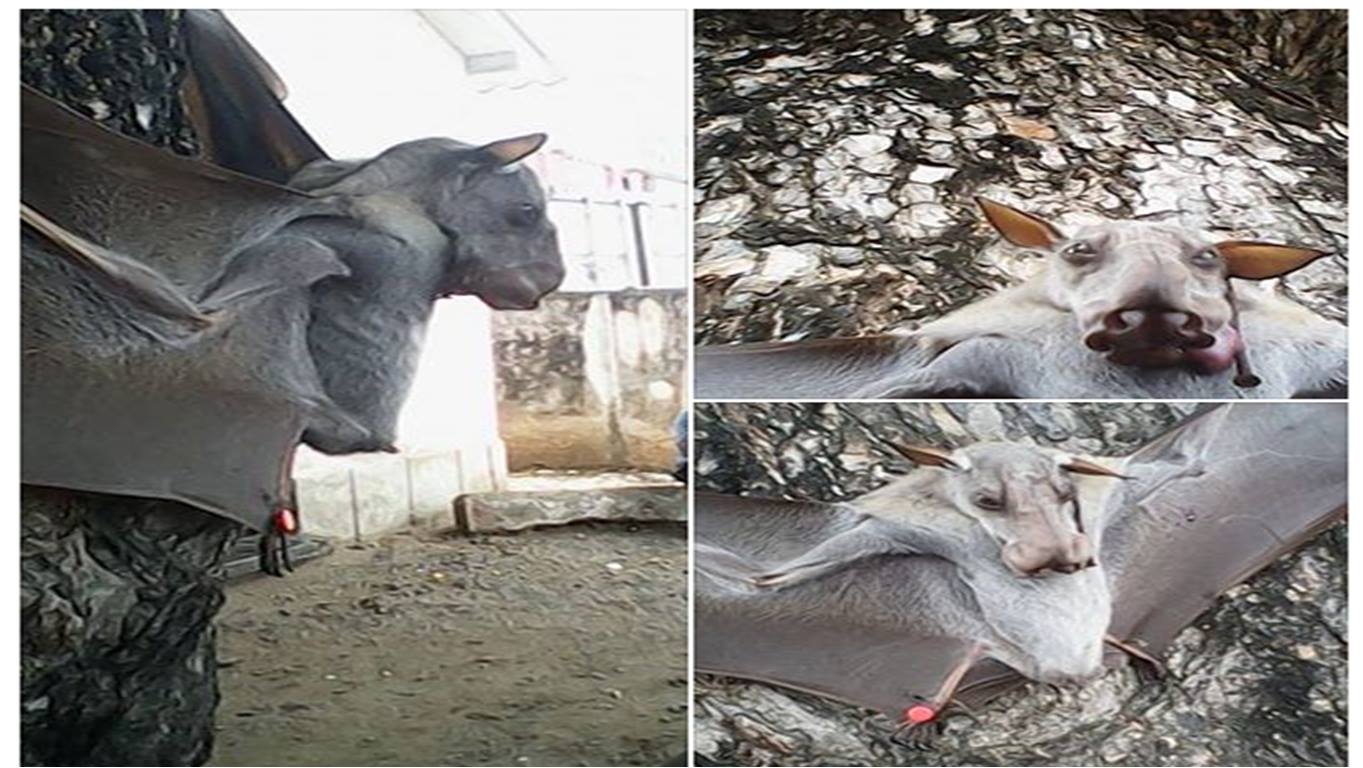 Rádio Somos Todos Primos