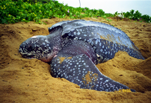 São Tomé