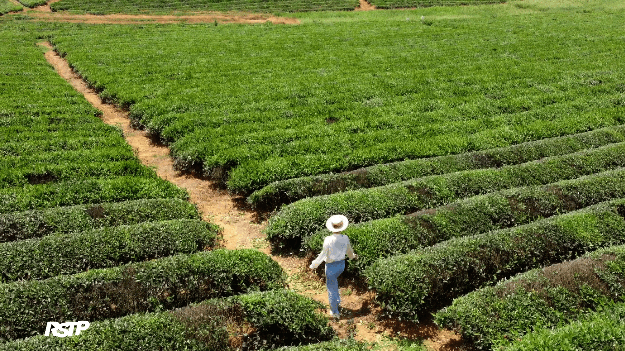 Campo de chá da China