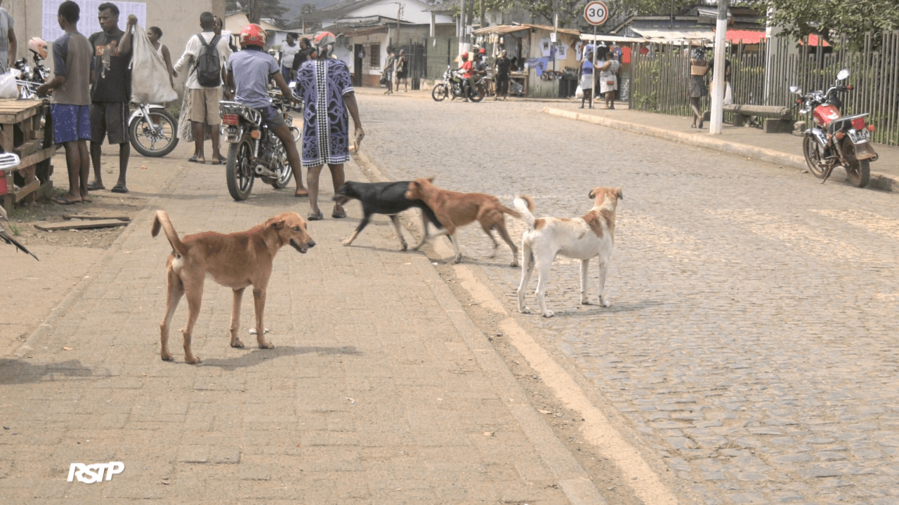 Rádio Somos Todos Primos