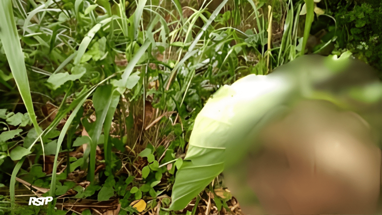Rádio Somos Todos Primos