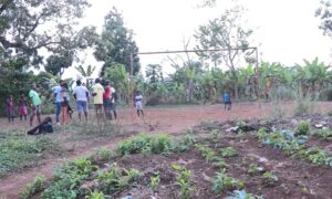 terreno