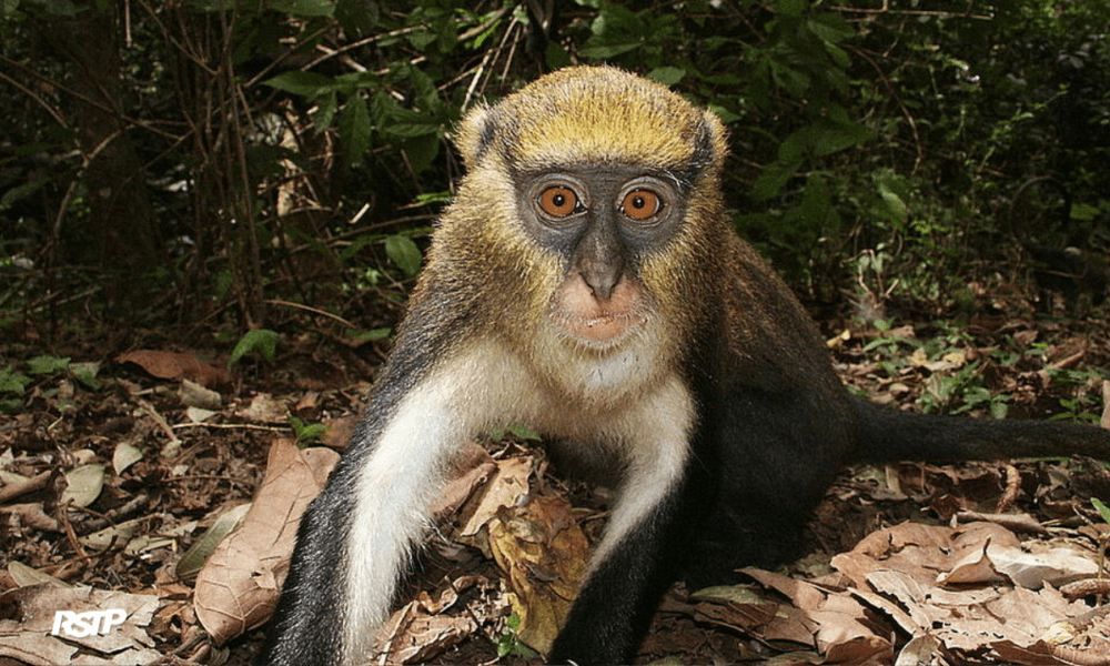 Rádio Somos Todos Primos