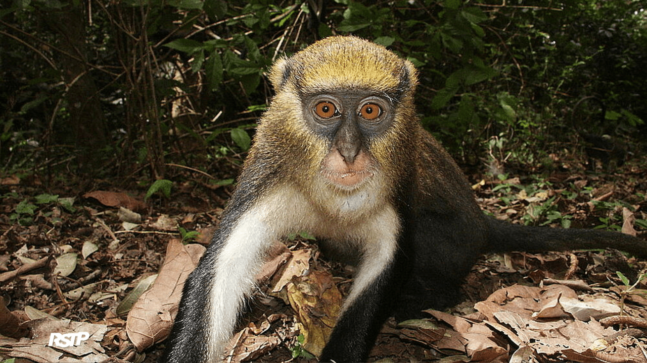 Rádio Somos Todos Primos