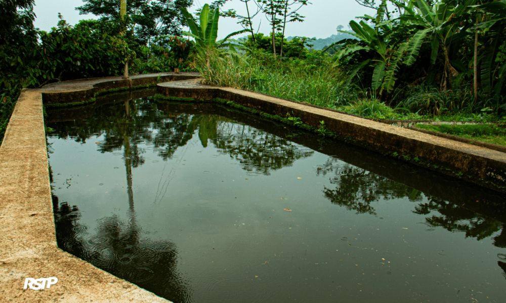 Rádio Somos Todos Primos