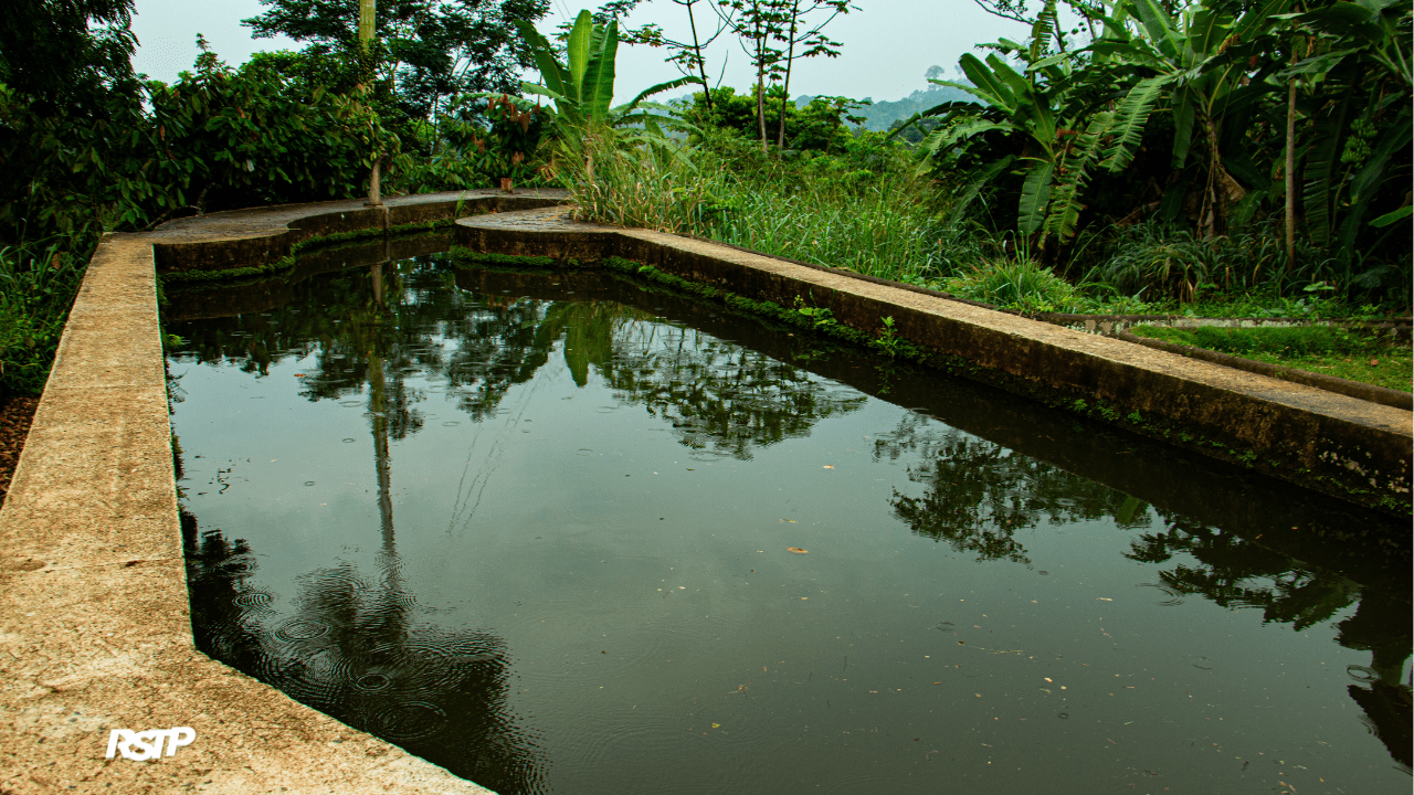 Rádio Somos Todos Primos